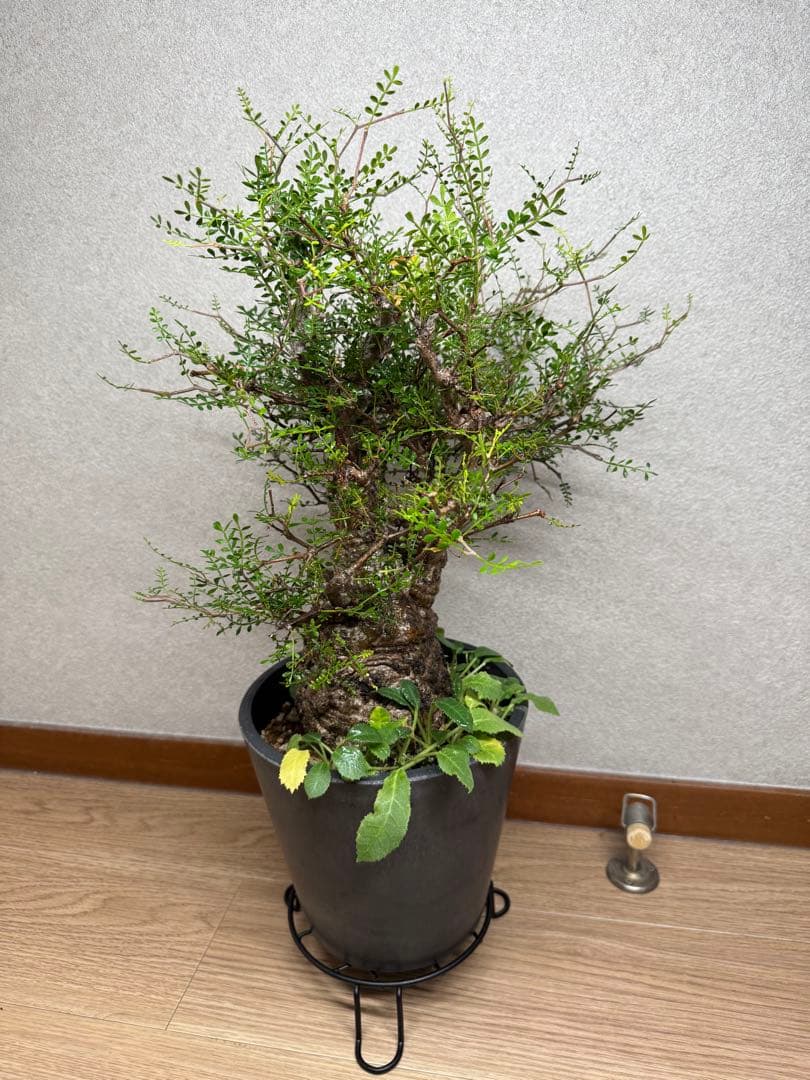 塊根植物・コーデックス Kawasakiz1