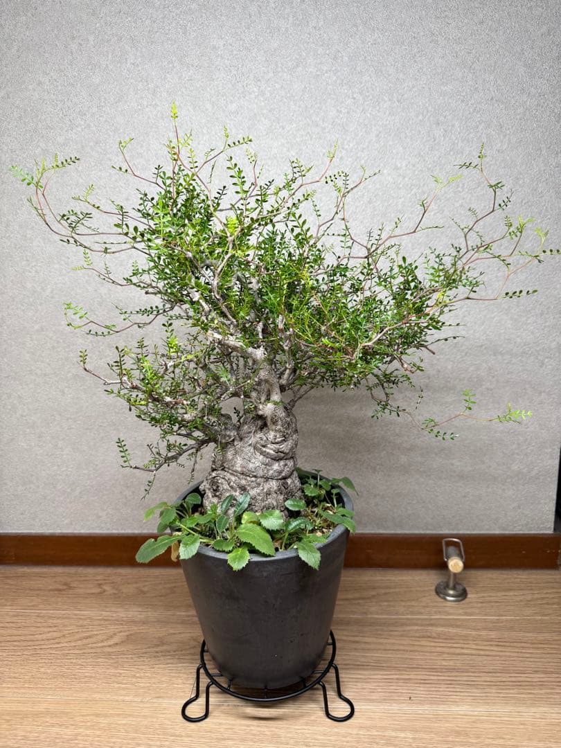 塊根植物・コーデックス Kawasakiz1