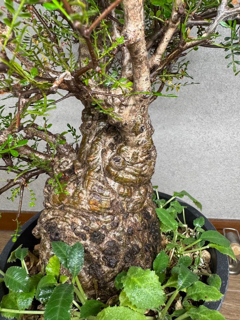 塊根植物・コーデックス Kawasakiz1