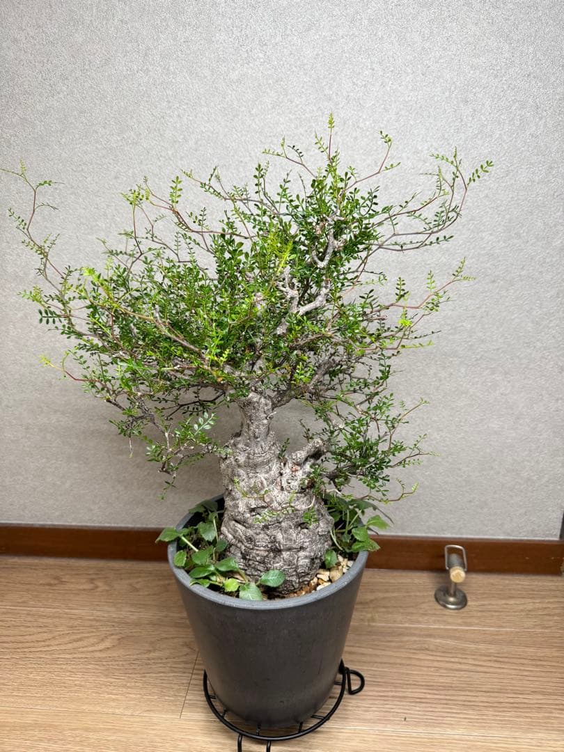 塊根植物・コーデックス Kawasakiz1