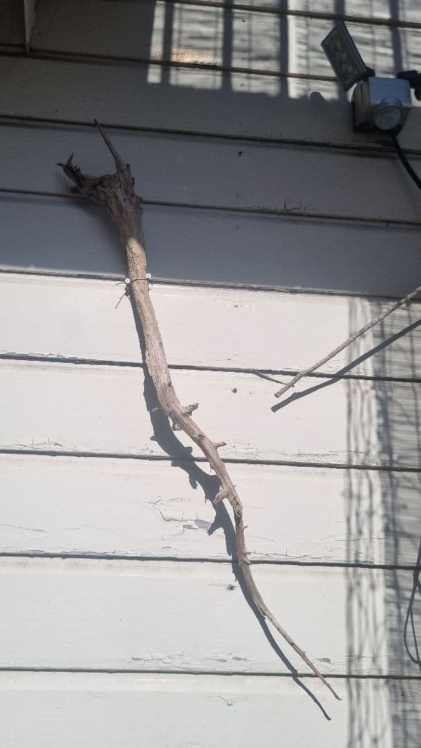 自然な木材の装飾用枝