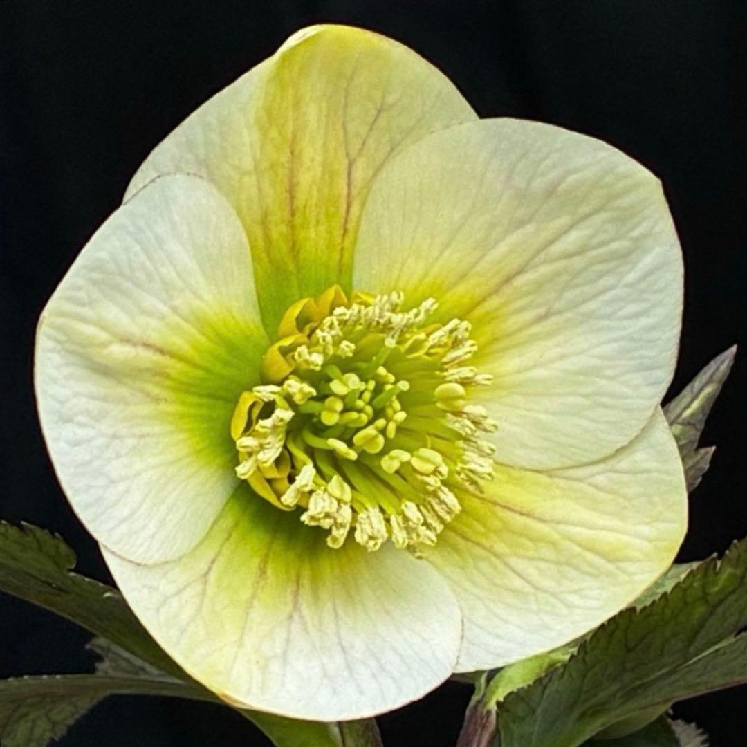 ま*ぎ様 3471☘️花、タグ付き☘️⭐️ポーセリン⭐️繊細柄⭐️小輪⭐️渋葉⭐