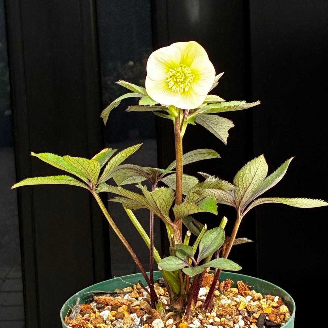 ま*ぎ様 3471☘️花、タグ付き☘️⭐️ポーセリン⭐️繊細柄⭐️小輪⭐️渋葉⭐