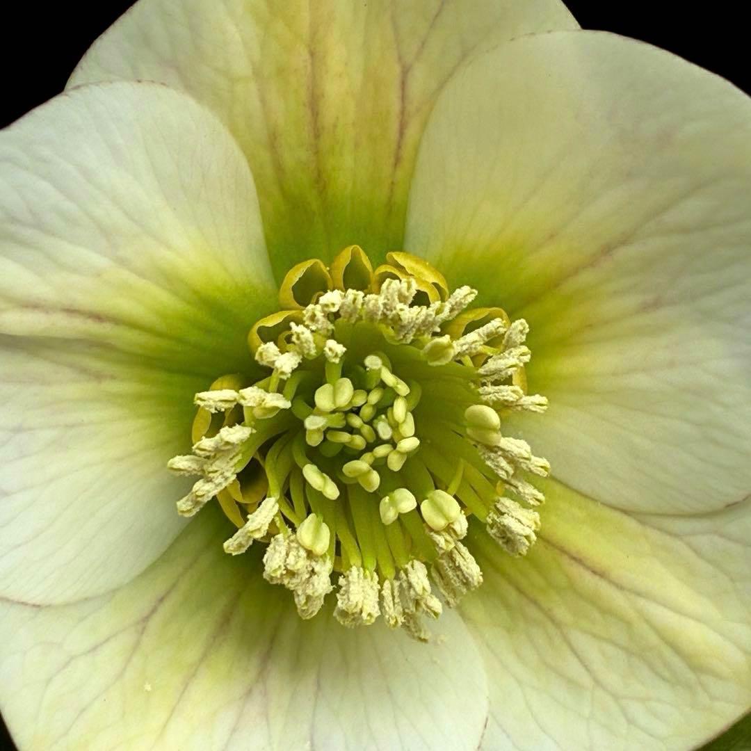 ま*ぎ様 3471☘️花、タグ付き☘️⭐️ポーセリン⭐️繊細柄⭐️小輪⭐️渋葉⭐