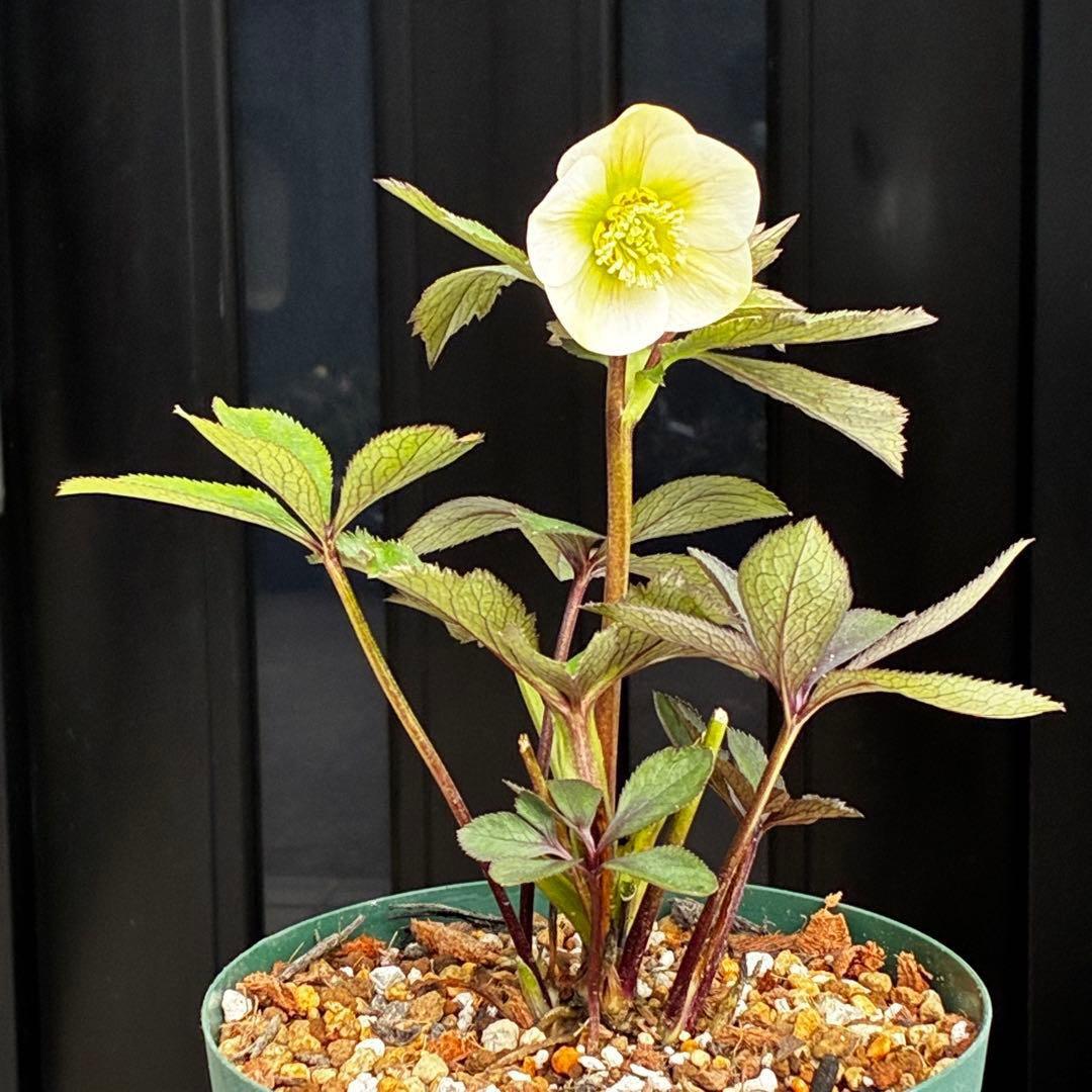 ま*ぎ様 3471☘️花、タグ付き☘️⭐️ポーセリン⭐️繊細柄⭐️小輪⭐️渋葉⭐