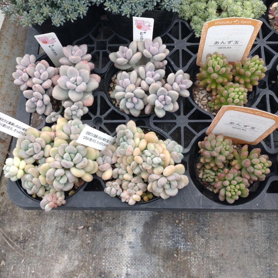 木曜発送19-21時着 でんでꕤ.·*.さん専用