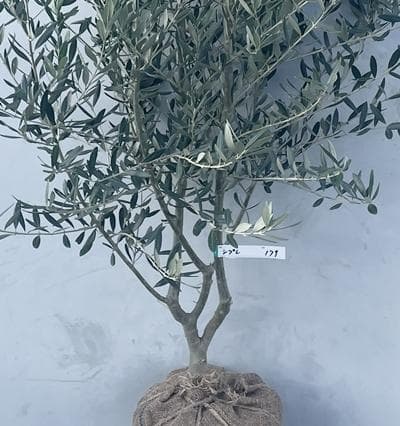 《現品》オリーブの木　シプレシーノ 樹高1.6ｍ（根鉢含まず）179【苗木/庭木