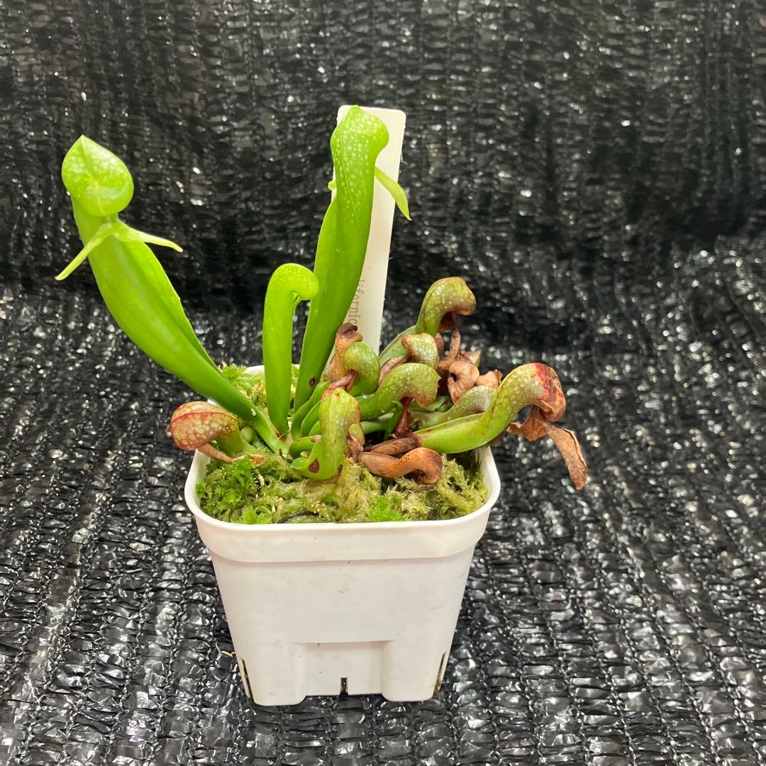 食虫植物 Darlingtonia californica ダーリングトニア - メルカリ