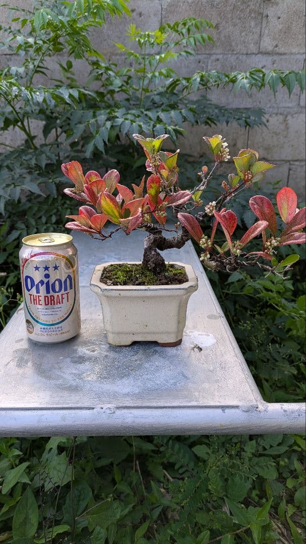 ゴモジュ盆栽　御門樹　花物