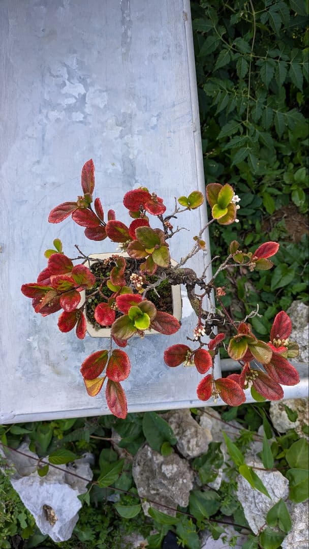 ゴモジュ盆栽　御門樹　花物