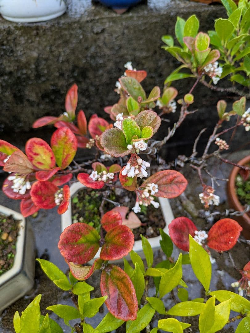 ゴモジュ盆栽　御門樹　花物