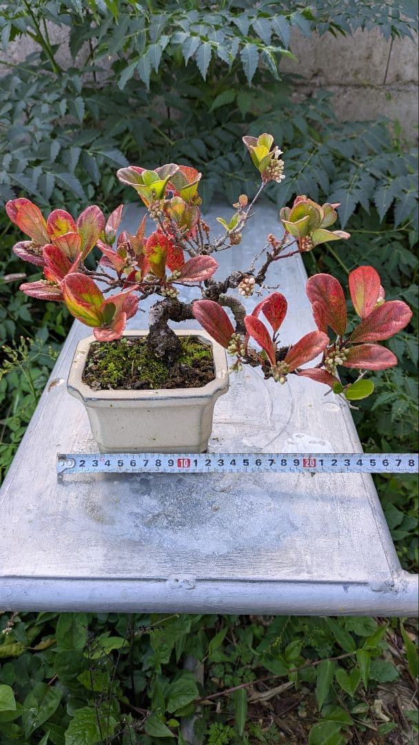 ゴモジュ盆栽　御門樹　花物