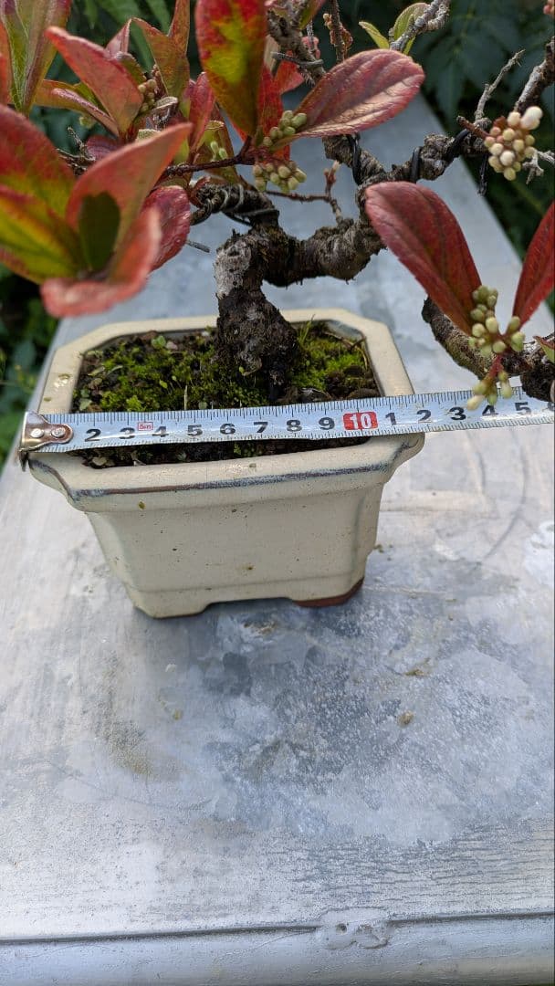 ゴモジュ盆栽　御門樹　花物
