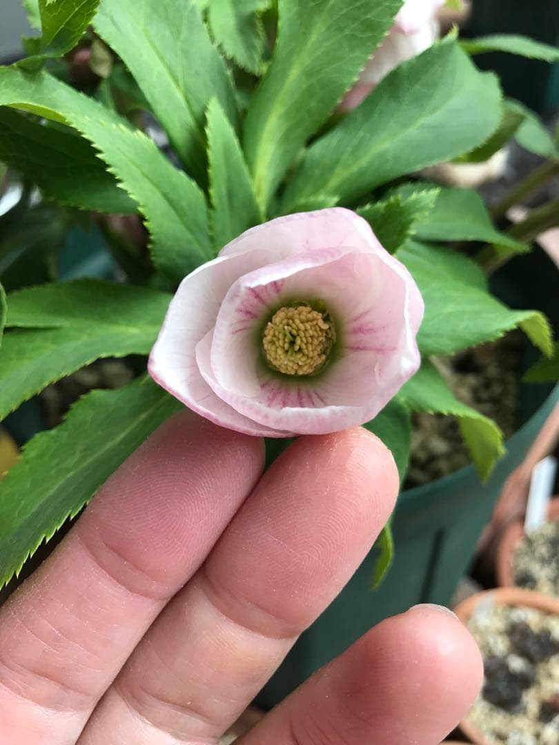 クリスマスローズ　ヨシノ