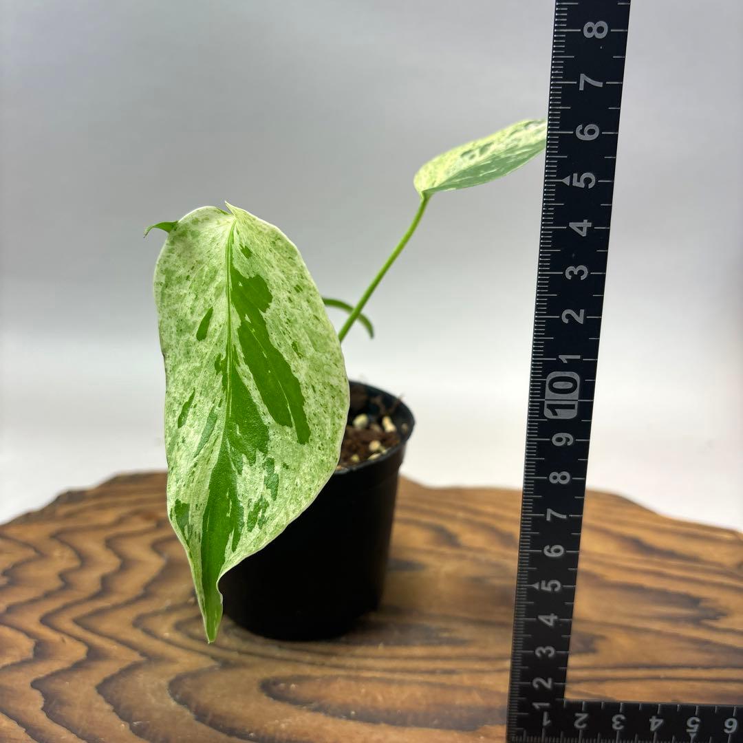 Y*_様 モンステラ・フシギダネ 順化済み 斑入り - メルカリ