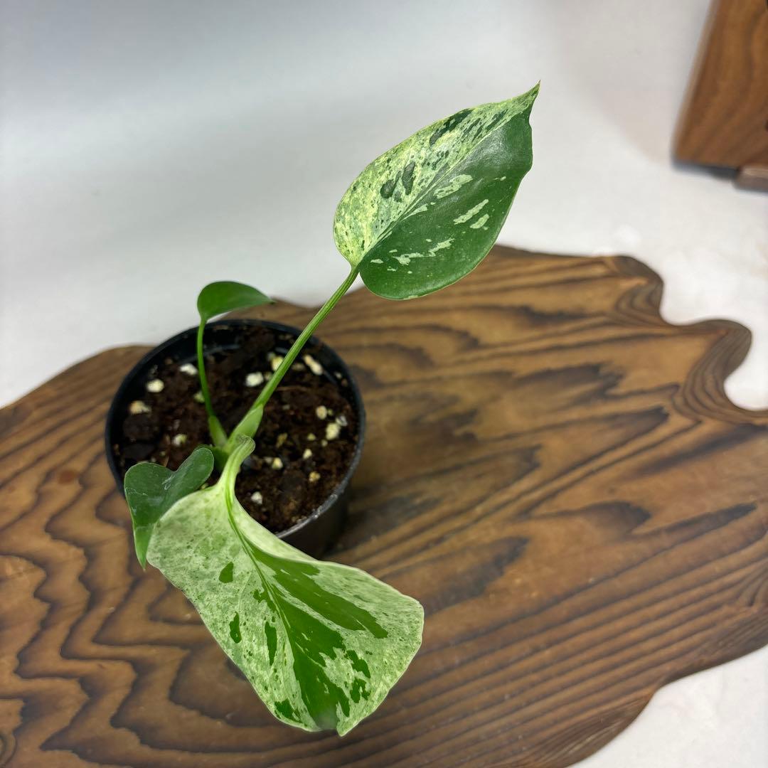 Y*_様 モンステラ・フシギダネ 順化済み 斑入り - メルカリ