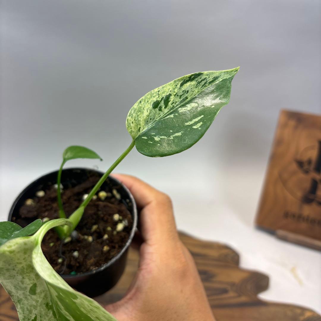 Y*_様 モンステラ・フシギダネ 順化済み 斑入り - メルカリ