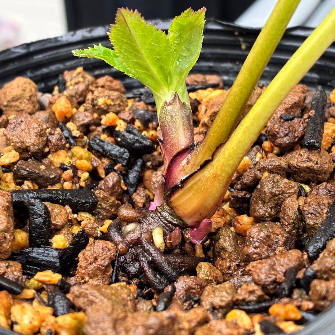 ヒ*イ様 ☘️ラスト2☘️蕾付き☘️タグ付き☘️3338⭐️超ボリュームSD⭐️