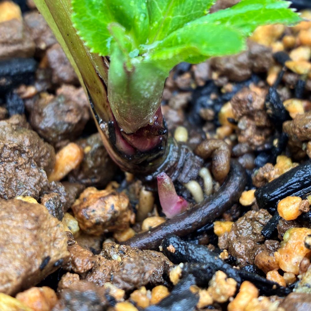 ヒ*イ様 ☘️ラスト2☘️蕾付き☘️タグ付き☘️3338⭐️超ボリュームSD⭐️