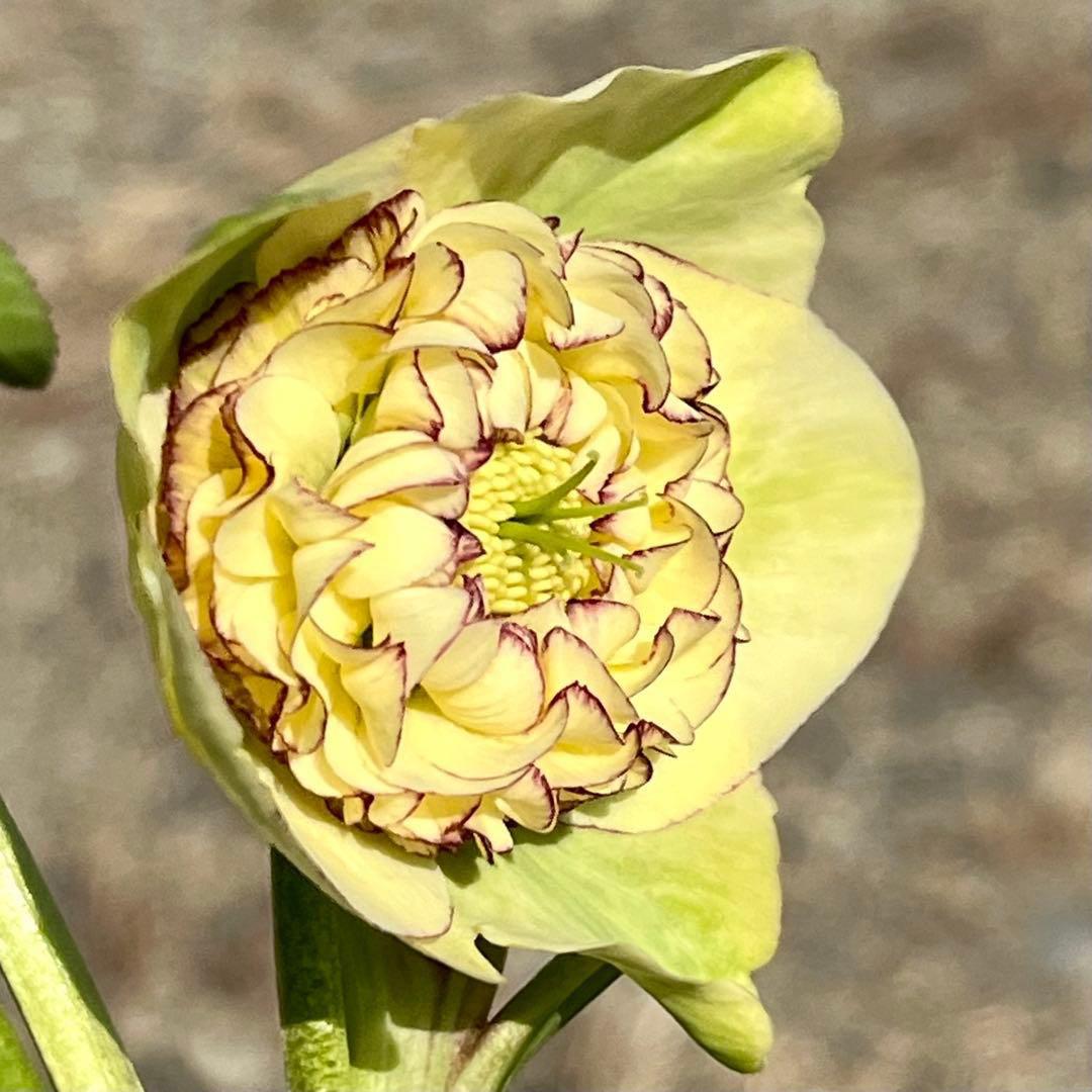 ヒ*イ様 ☘️ラスト2☘️蕾付き☘️タグ付き☘️3338⭐️超ボリュームSD⭐️