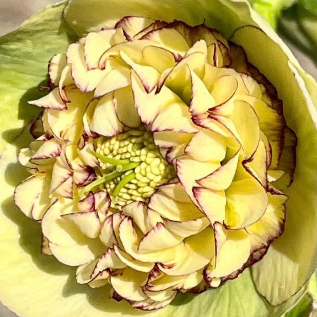 ヒ*イ様 ☘️ラスト2☘️蕾付き☘️タグ付き☘️3338⭐️超ボリュームSD⭐️