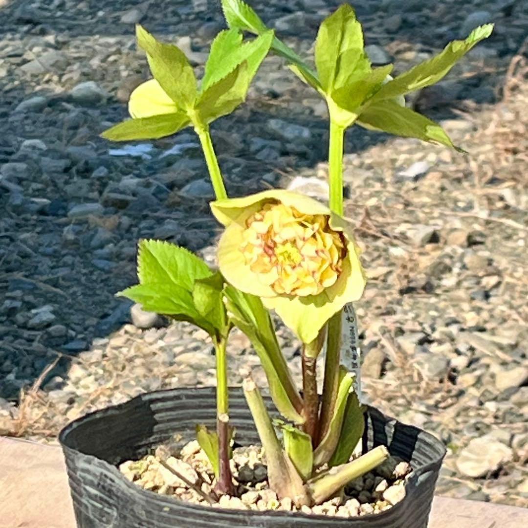 ヒ*イ様 ☘️ラスト2☘️蕾付き☘️タグ付き☘️3338⭐️超ボリュームSD⭐️