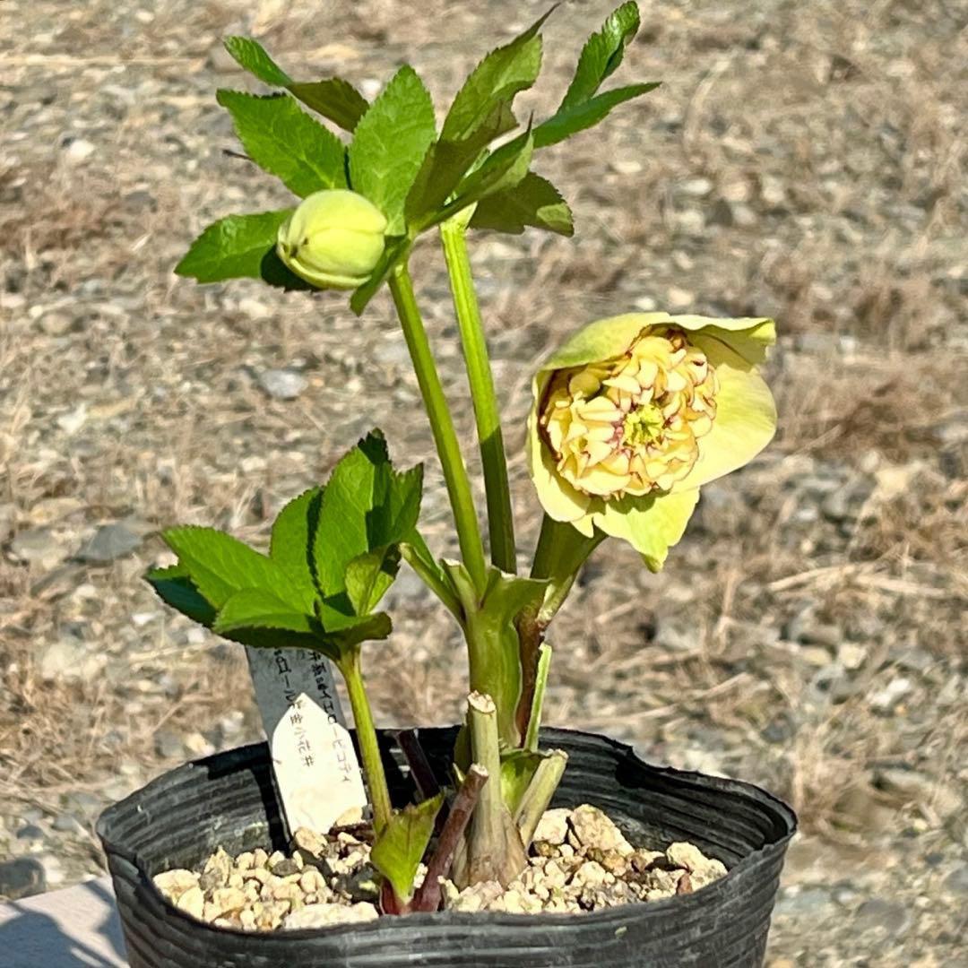 ヒ*イ様 ☘️ラスト2☘️蕾付き☘️タグ付き☘️3338⭐️超ボリュームSD⭐️