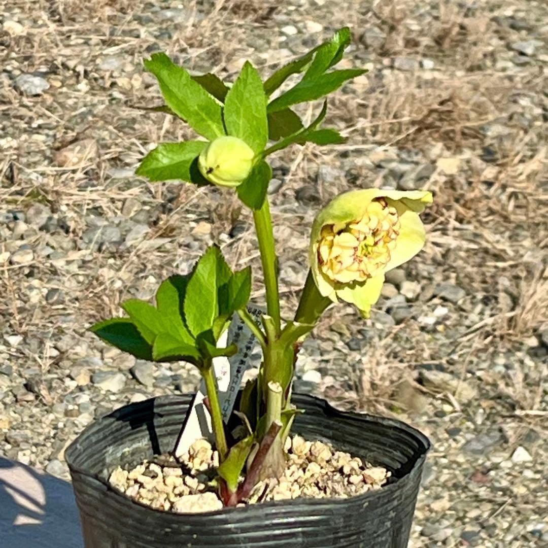 ヒ*イ様 ☘️ラスト2☘️蕾付き☘️タグ付き☘️3338⭐️超ボリュームSD⭐️