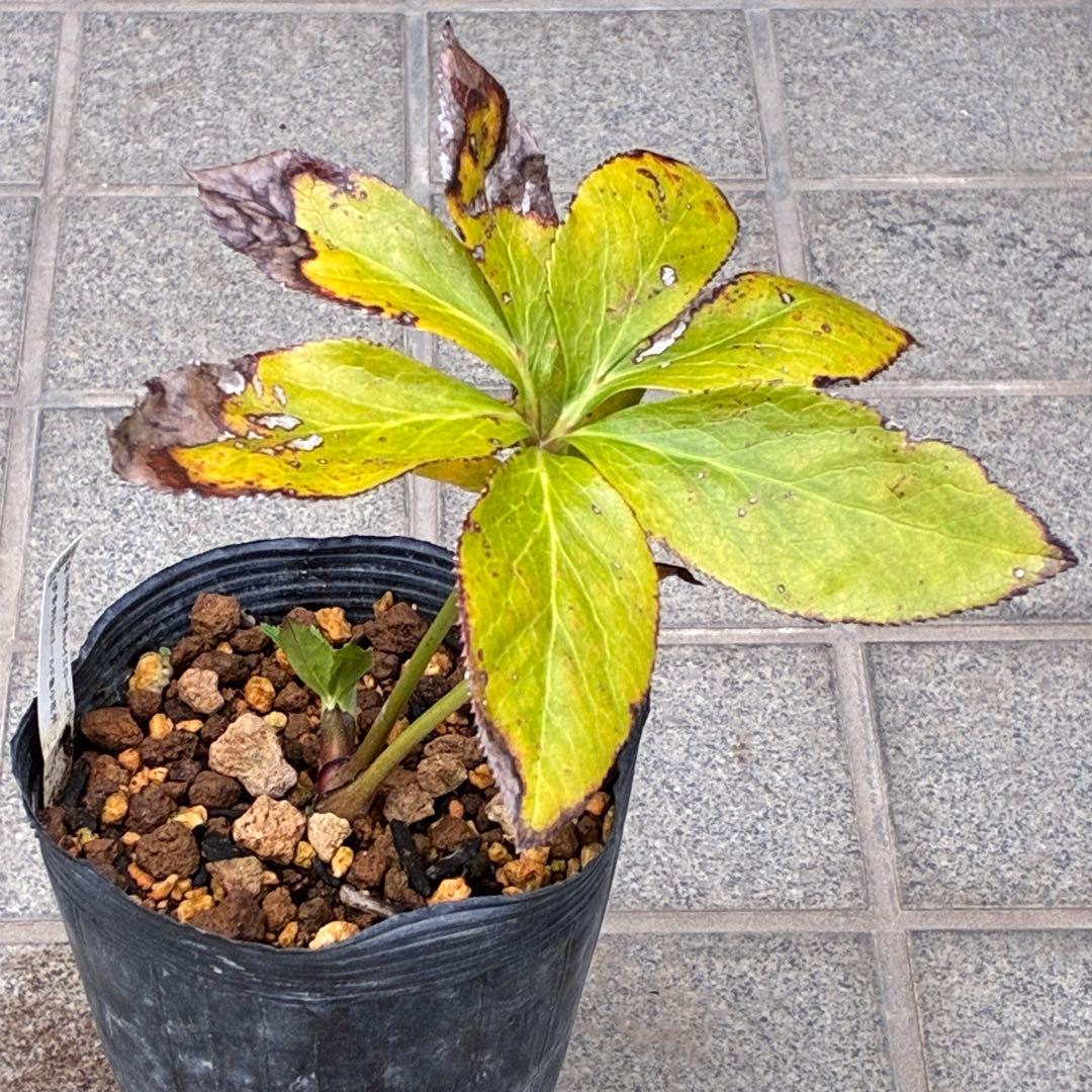 ヒ*イ様 ☘️ラスト2☘️蕾付き☘️タグ付き☘️3338⭐️超ボリュームSD⭐️