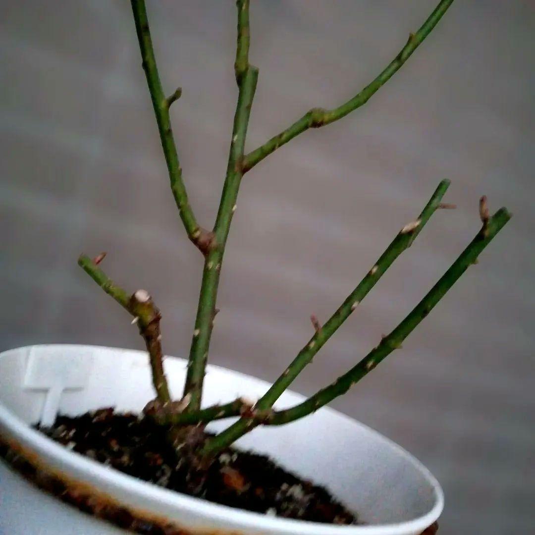 激レア　バラ苗　シルバーグレーの海外新品種　1株のみ　入手困難