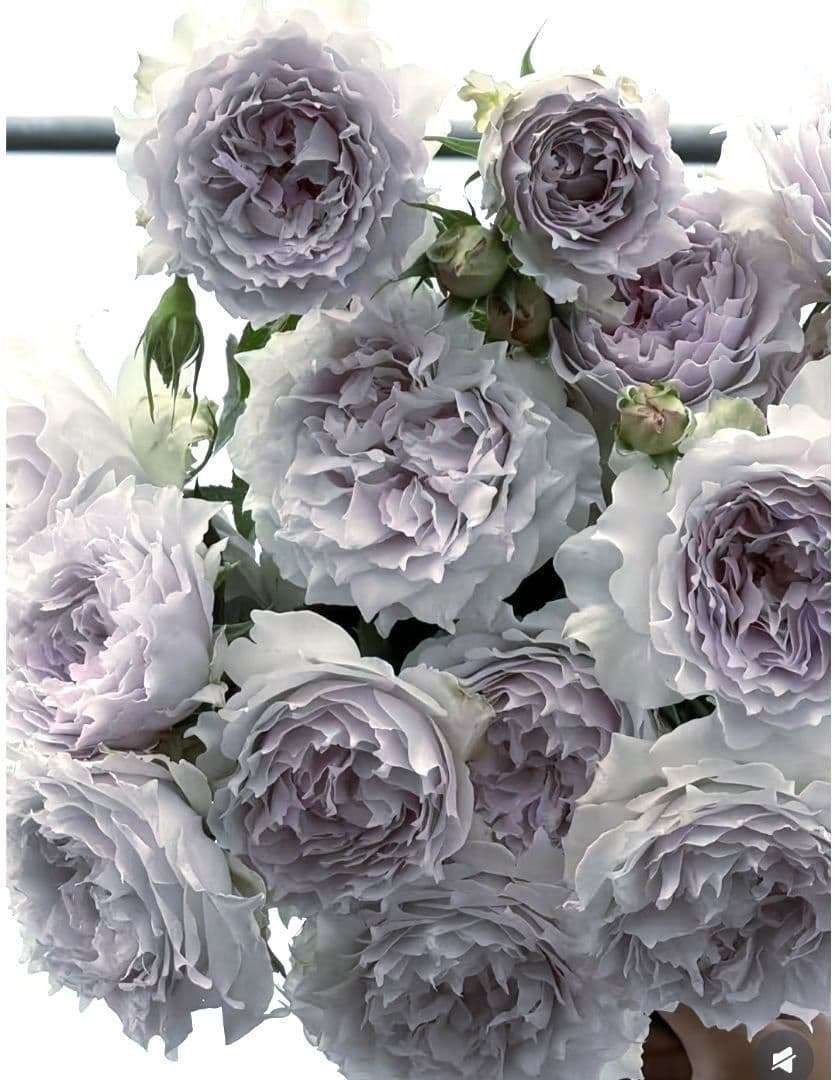 激レア　バラ苗　シルバーグレーの海外新品種　1株のみ　入手困難