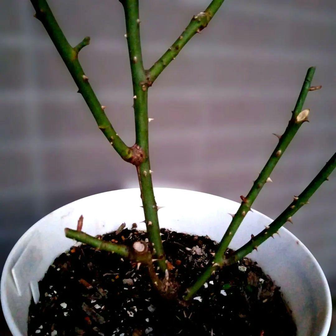 激レア　バラ苗　シルバーグレーの海外新品種　1株のみ　入手困難