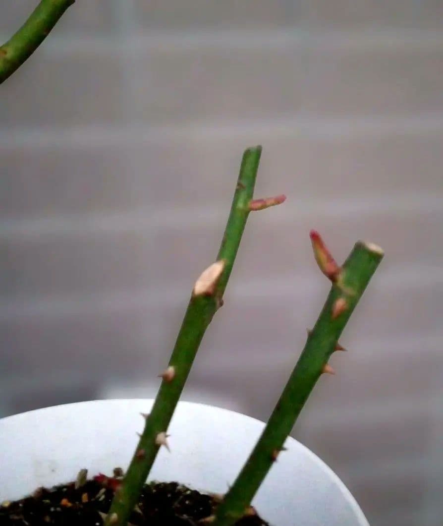 激レア　バラ苗　シルバーグレーの海外新品種　1株のみ　入手困難