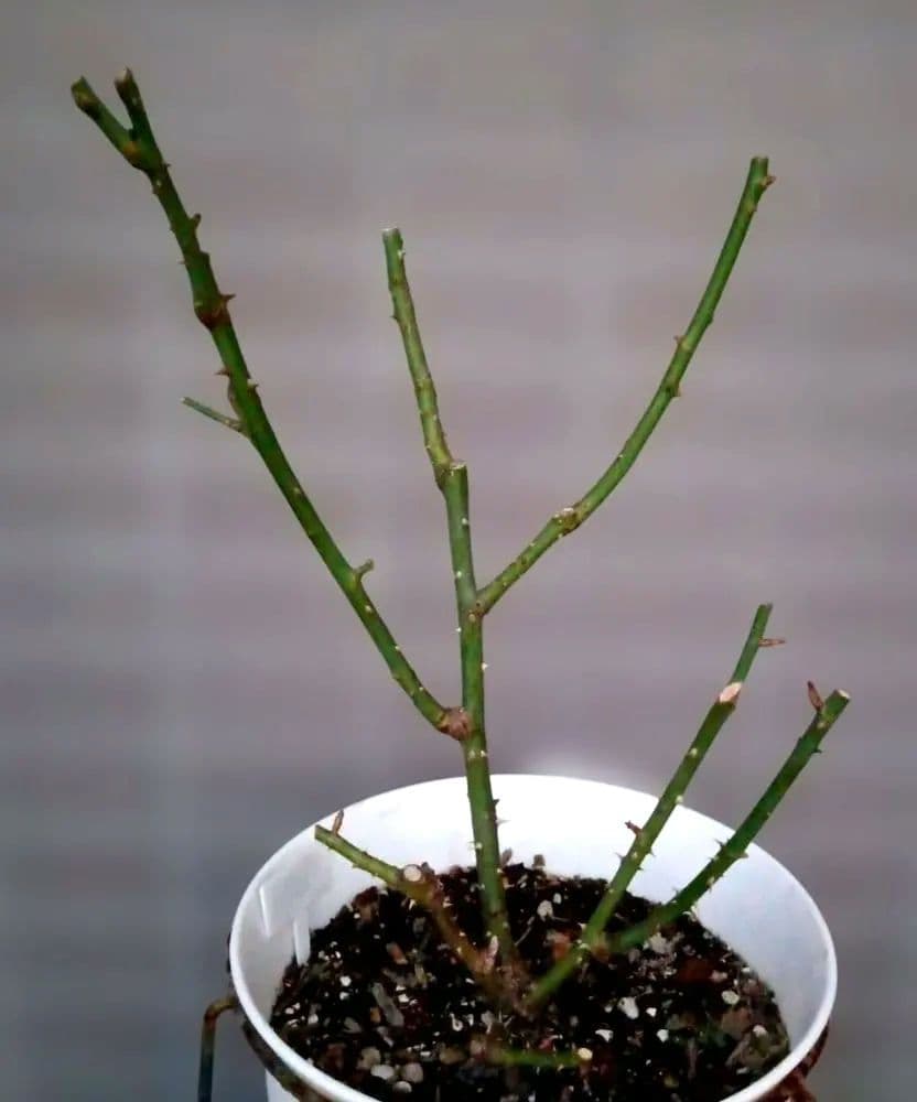 激レア　バラ苗　シルバーグレーの海外新品種　1株のみ　入手困難