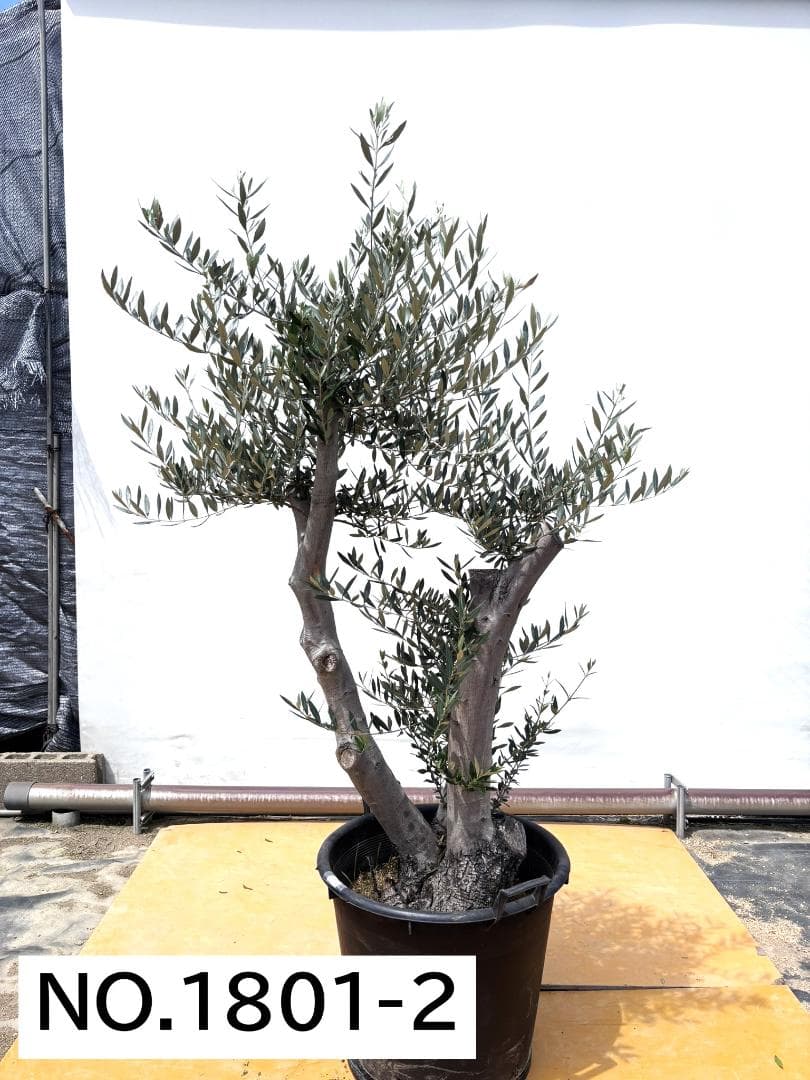 オリーブの木 ミッション　17号　約180cm　NO.1801　 古木