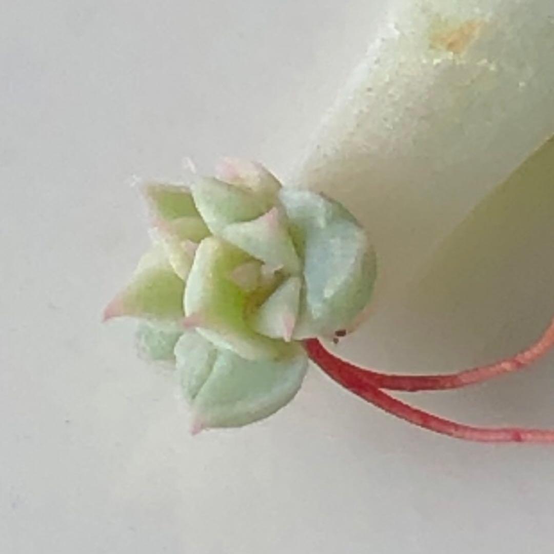 専用！多肉植物^o^ 希少❣️葉挿し赤ちゃんマーガレットレッピン錦