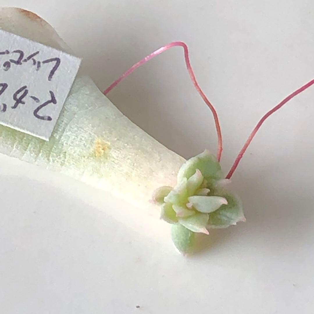 専用！多肉植物^o^ 希少❣️葉挿し赤ちゃんマーガレットレッピン錦