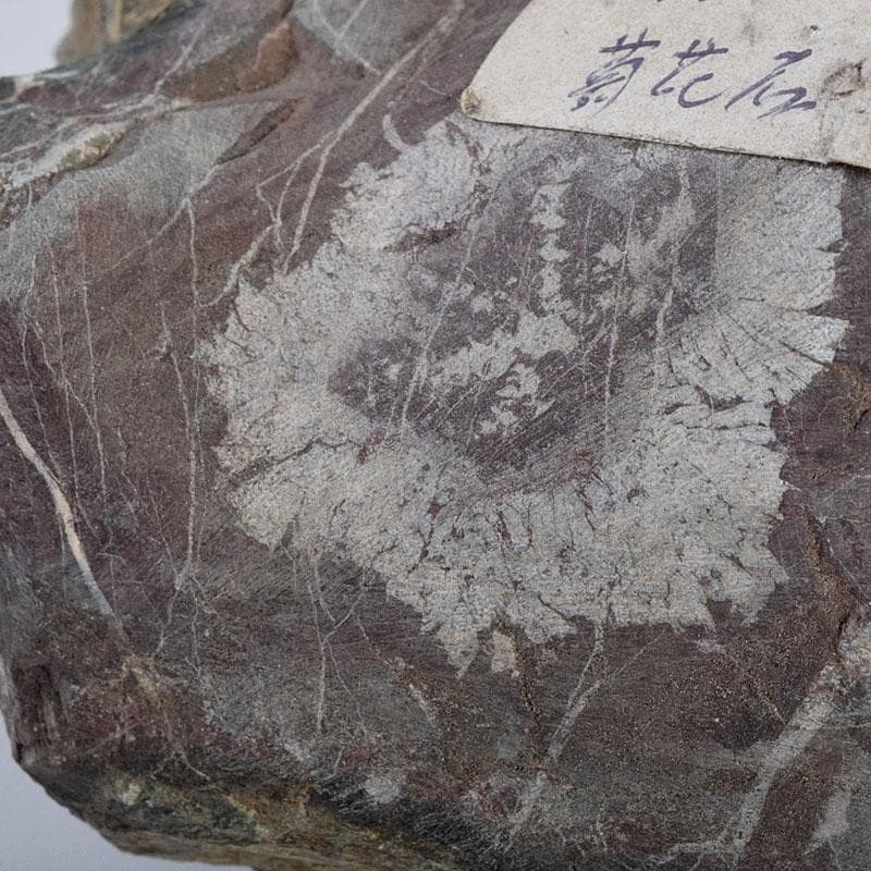 天然石　鑑賞石　菊花石　置物　重さ約1247g　N　8897