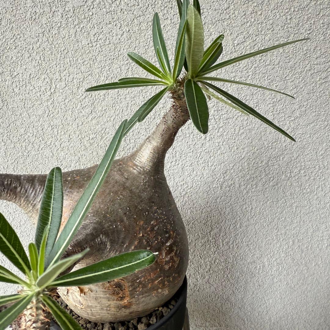 【現地球・発根済み】パキポディウム・グラキリス 極太塊根 迫力のフォルム