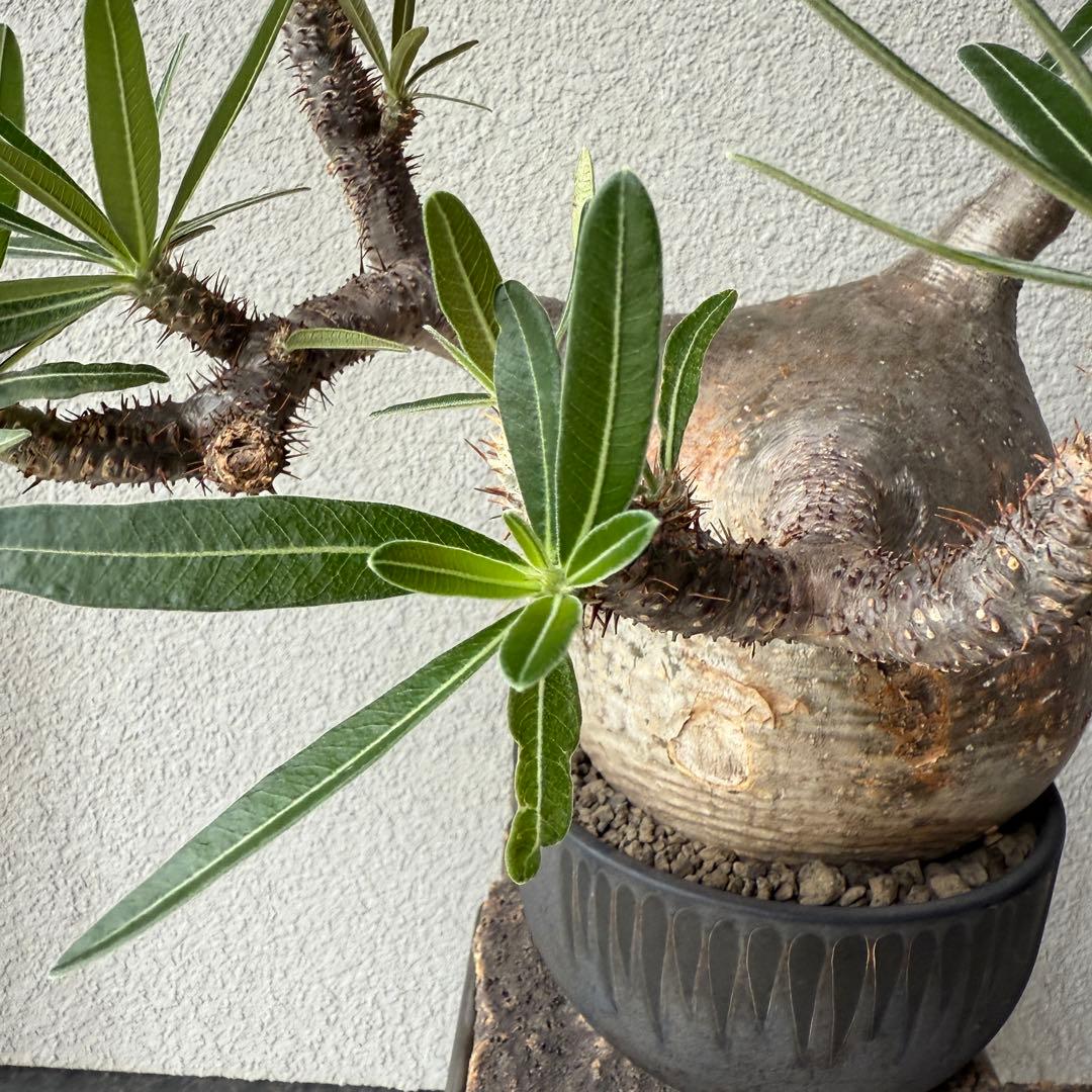 【現地球・発根済み】パキポディウム・グラキリス 極太塊根 迫力のフォルム