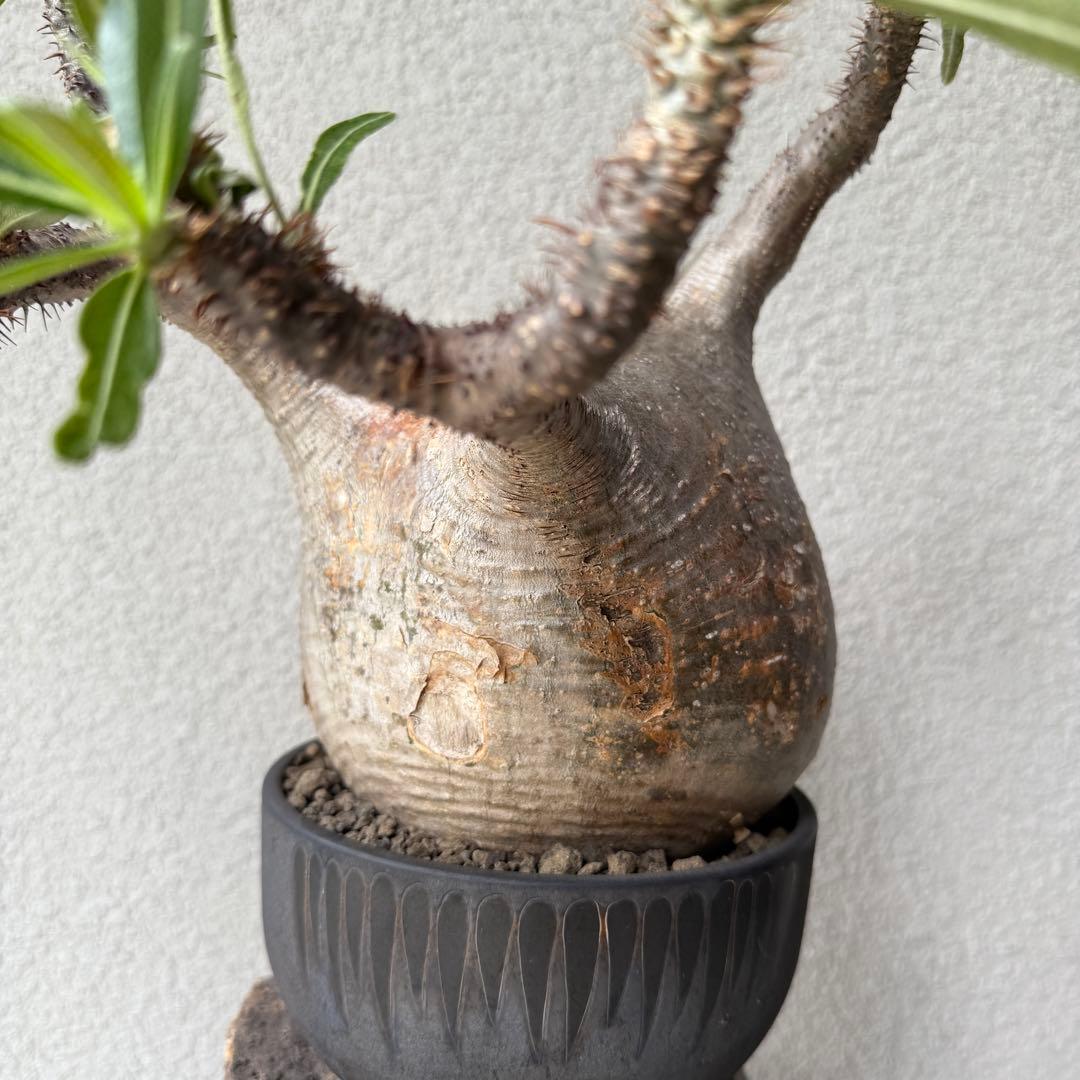 【現地球・発根済み】パキポディウム・グラキリス 極太塊根 迫力のフォルム