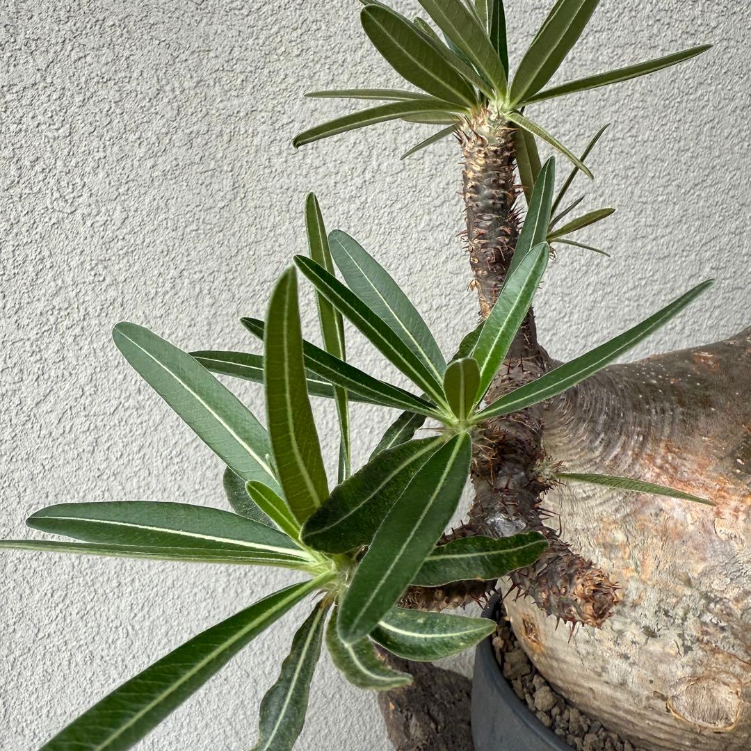 【現地球・発根済み】パキポディウム・グラキリス 極太塊根 迫力のフォルム