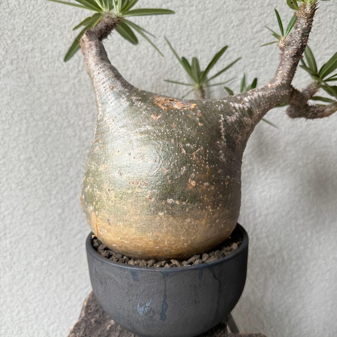 【現地球・発根済み】パキポディウム・グラキリス 極太塊根 迫力のフォルム