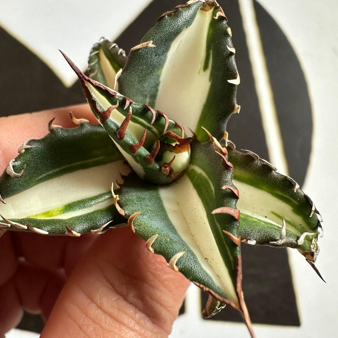 上澳園芸】 アガベ 太陽神錦 瓷白中斑錦 鮮明錦 斑入り（永久斑）極上