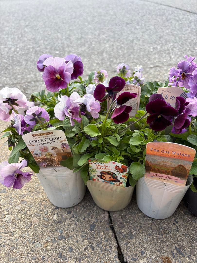 育種ビオラ10株セット福袋寄せ植えにピンク系パルプンテ入り - メルカリ