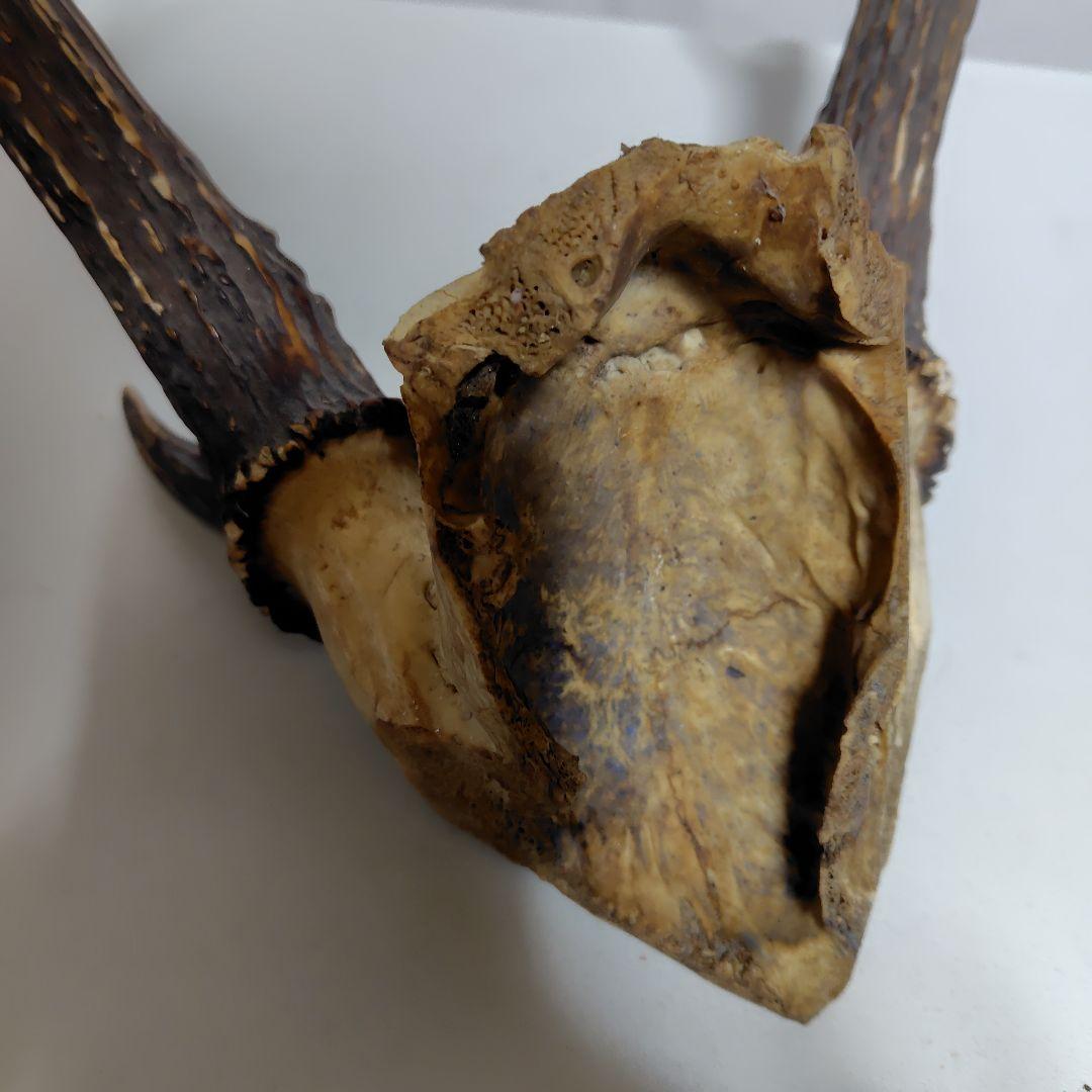 鹿の角、本物です。ディスプレイにお勧めです。