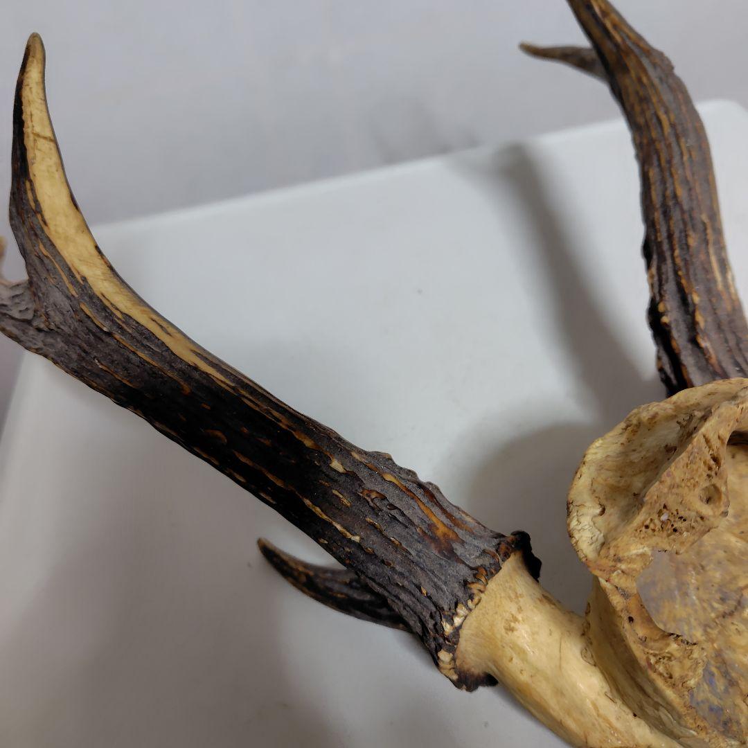 鹿の角、本物です。ディスプレイにお勧めです。