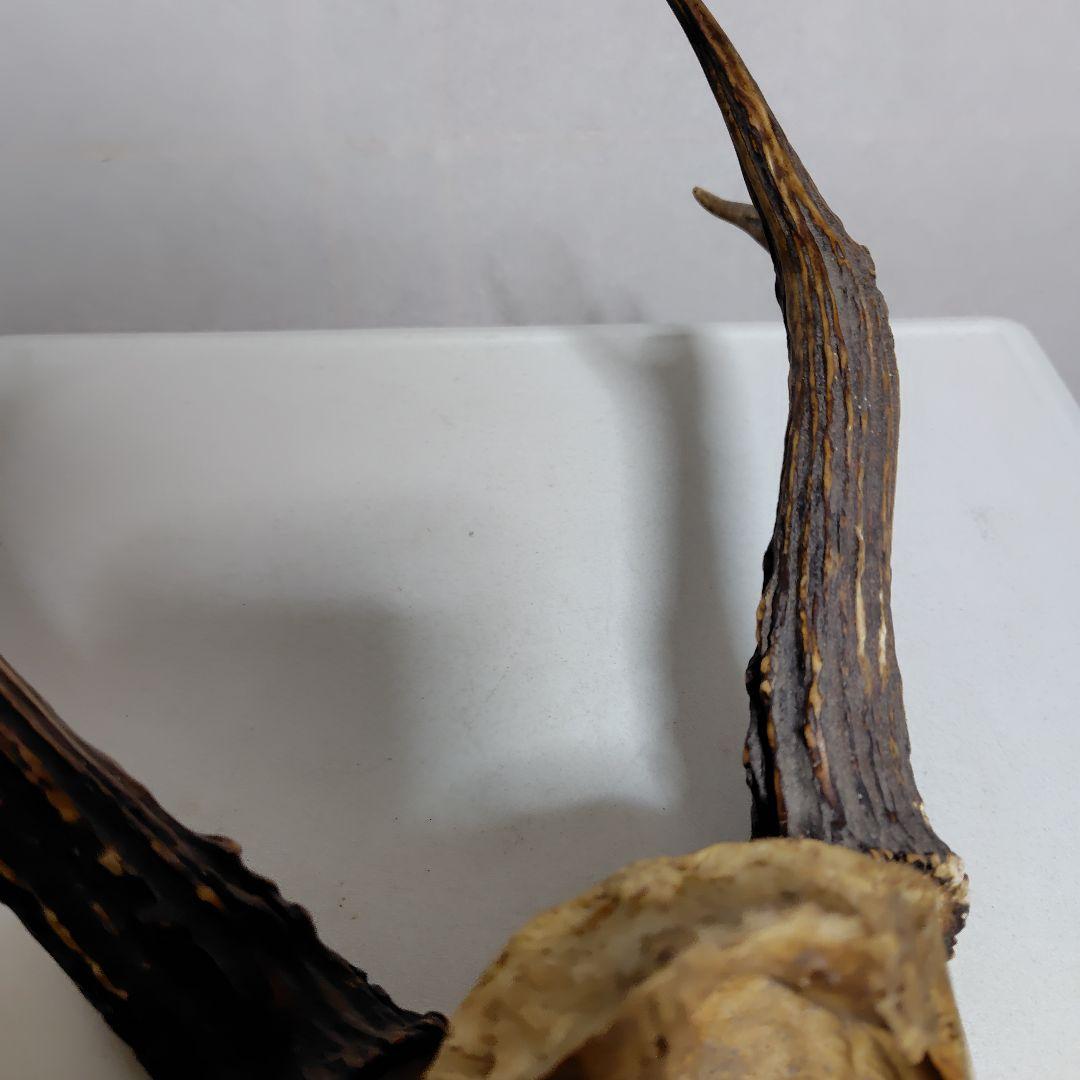 鹿の角、本物です。ディスプレイにお勧めです。