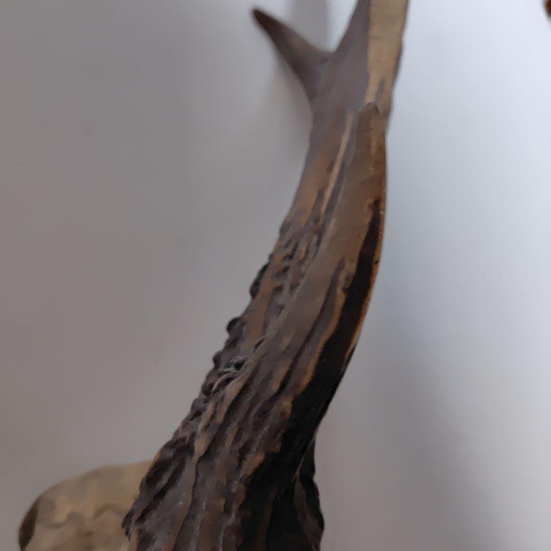 鹿の角、本物です。ディスプレイにお勧めです。