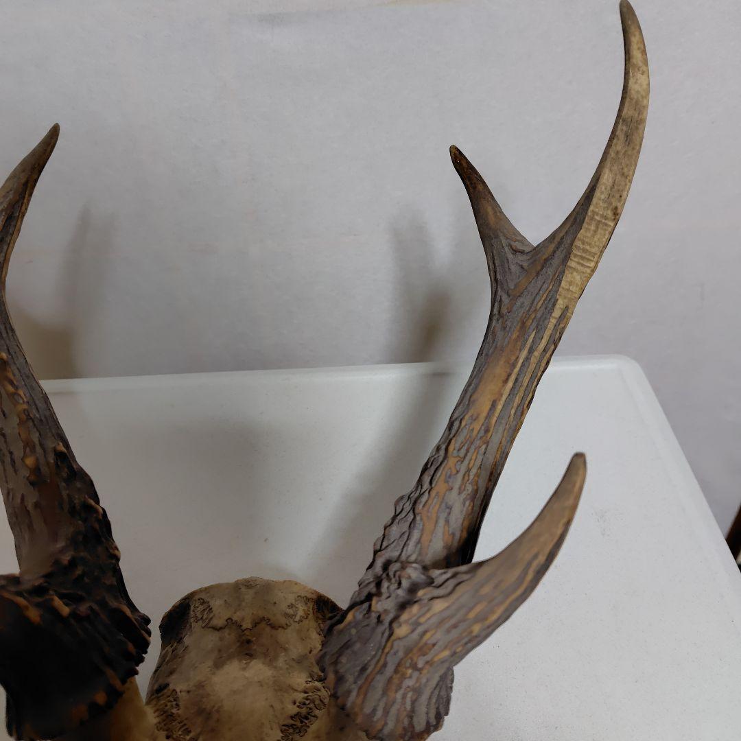 鹿の角、本物です。ディスプレイにお勧めです。